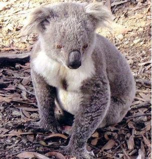 Koala photograph - Land clearing, logging and burning of our forests is the biggest threat to our koalas