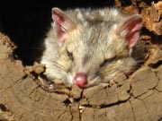 eastern-quoll-in-log.