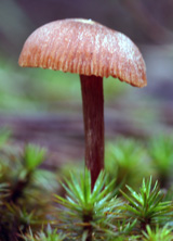 'Autumn fungi'