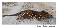 Quoll photo by Peter Lawrence