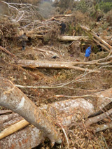 Hensleigh Creek rainforest destruction send an email to Lisa Neville now