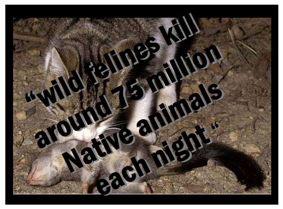 Feral cats kill around 75 million native animals each night.