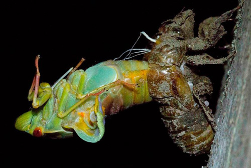 cicada emerging Photo by Jude Deland