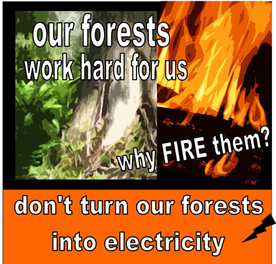 Our forests work hard for us