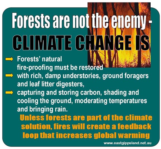 forests aren't the enemy climate change is