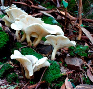 ghost day fungi