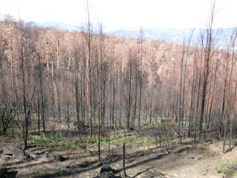 2001-logging-regrowth-burnt