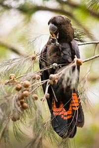 Glossy Black Cockatoo