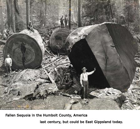 Fallen Sequoia in the Humbolt County, America.