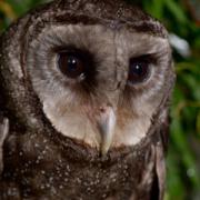 'Sooty Owl'