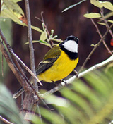 Naturalist Tim Low says Australian birds are noisier, more aggressive and more intelligent than any other birds in the world.