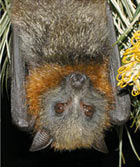 The healthy colony of Grey-headed Flying Foxes at Bairnsdale was an amazing sight