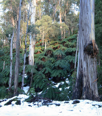 photo by Jude Deland Snow on Gap Road East Gippsland